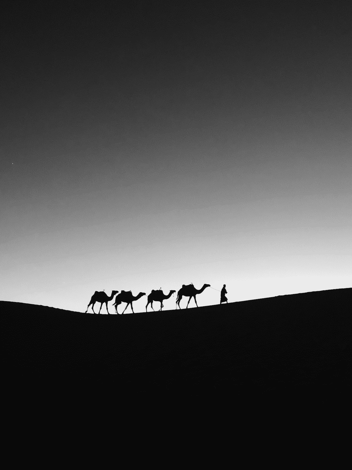 Camels walking in Desert for e-reader wallpaper featuring camels and silhouette and more