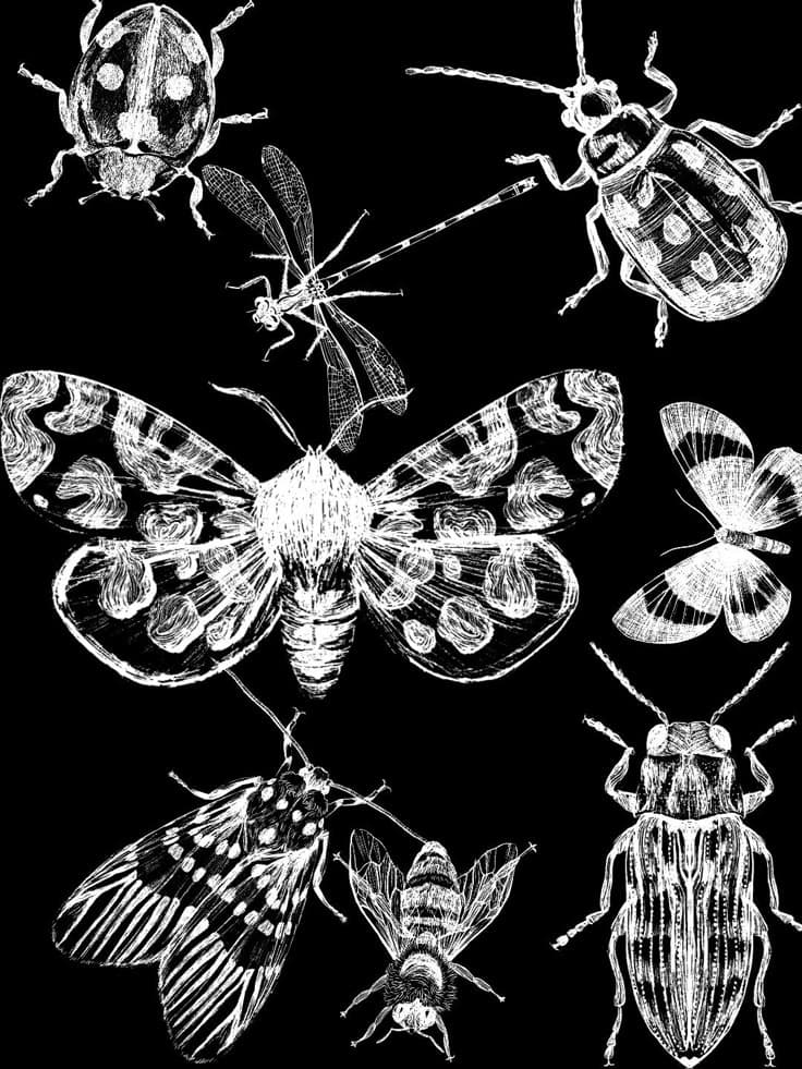 Moths and other bugs for Kindle Paperwhite wallpaper featuring insects and butterfly and more