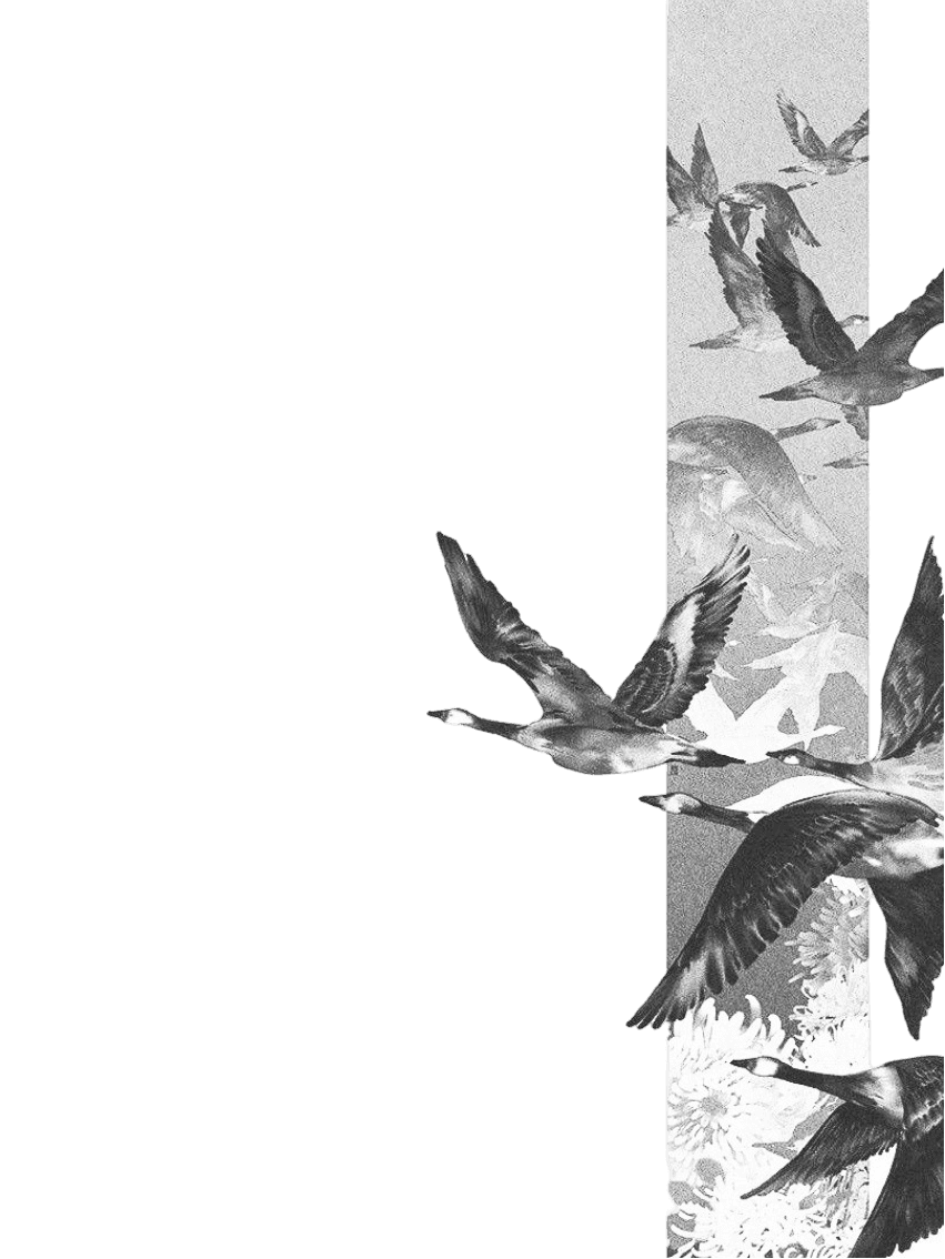 swans soko wallpaper  for Kindle Paperwhite wallpaper featuring birds and flock and more