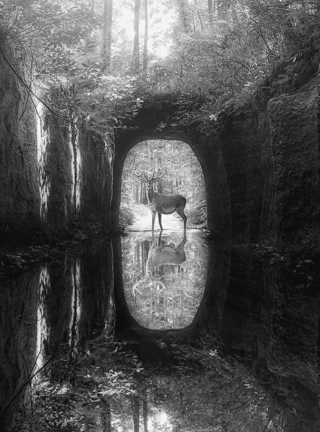 Deer in Forest for Other wallpaper featuring deer and reflection and more