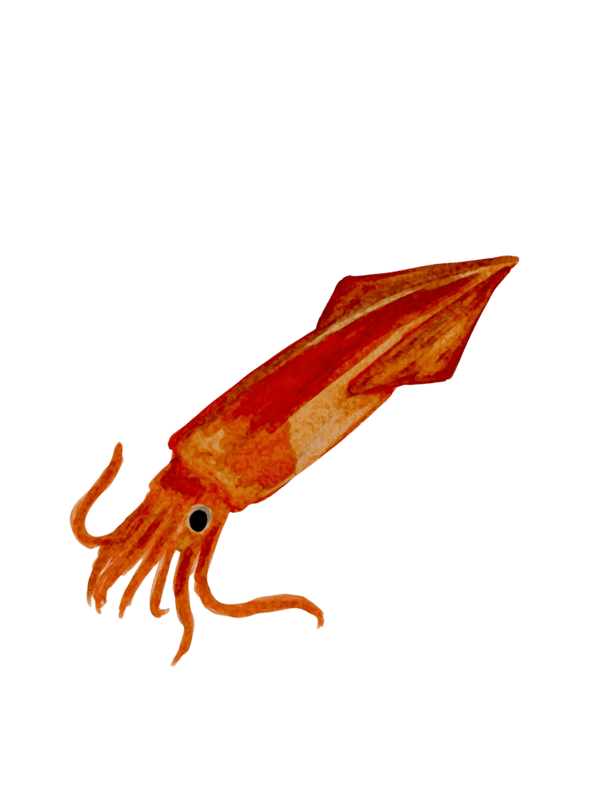 squid for Kindle Paperwhite wallpaper