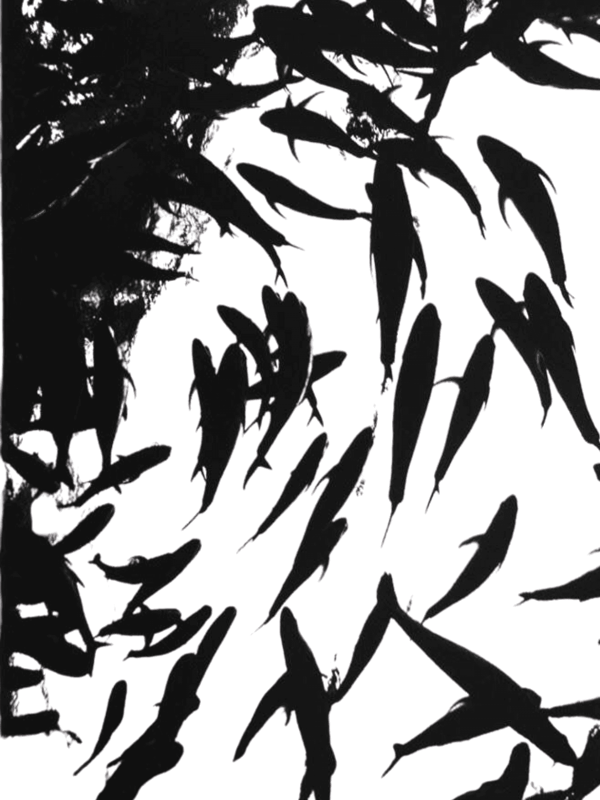 Fish for Kindle Paperwhite wallpaper