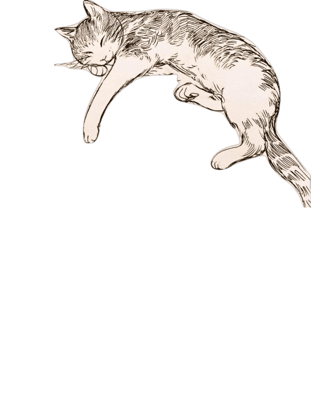 cat for Kindle Paperwhite wallpaper
