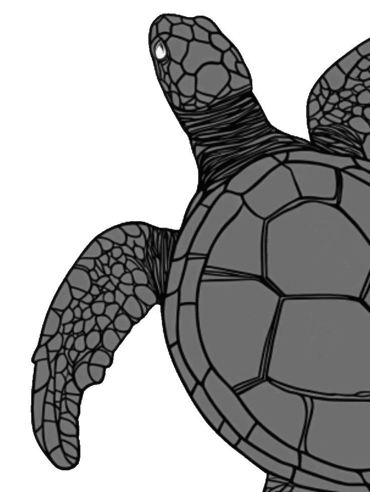 turtle for Kindle Paperwhite wallpaper featuring minimal and animal