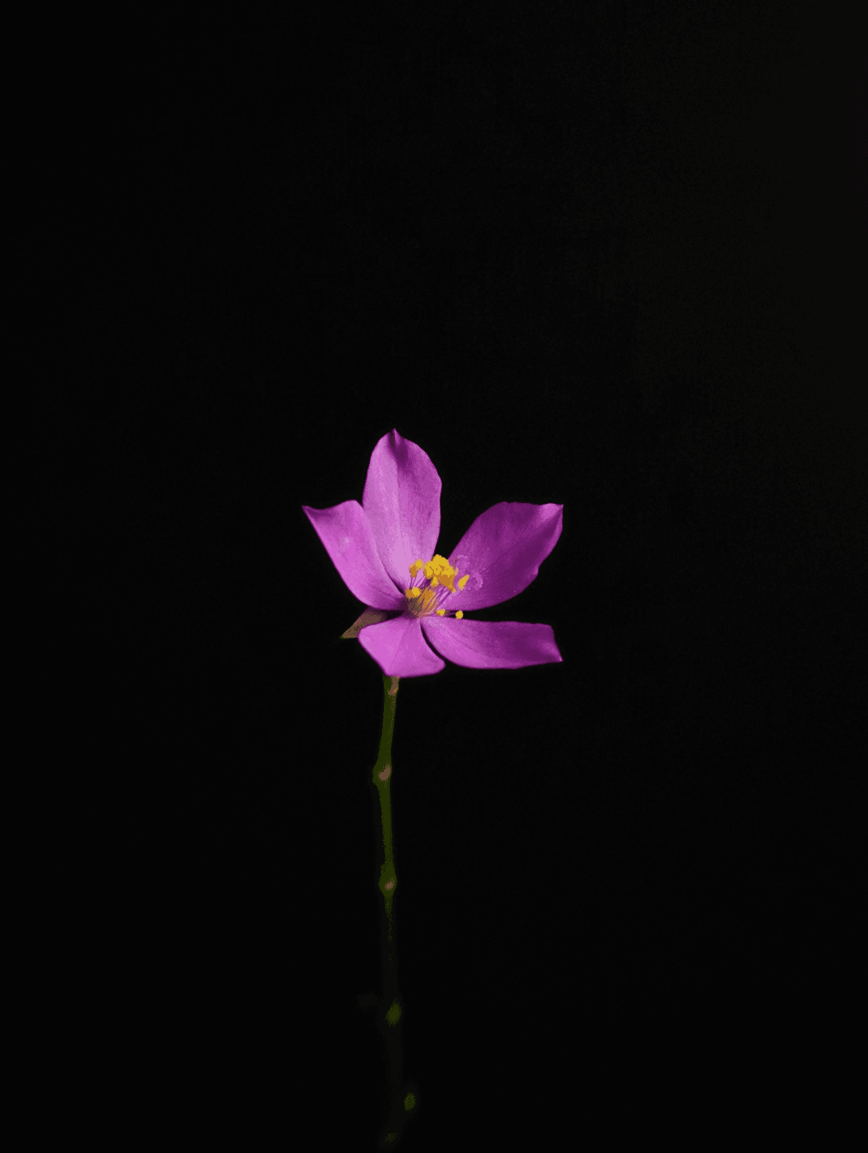 Flower for Kobo Libra wallpaper featuring black