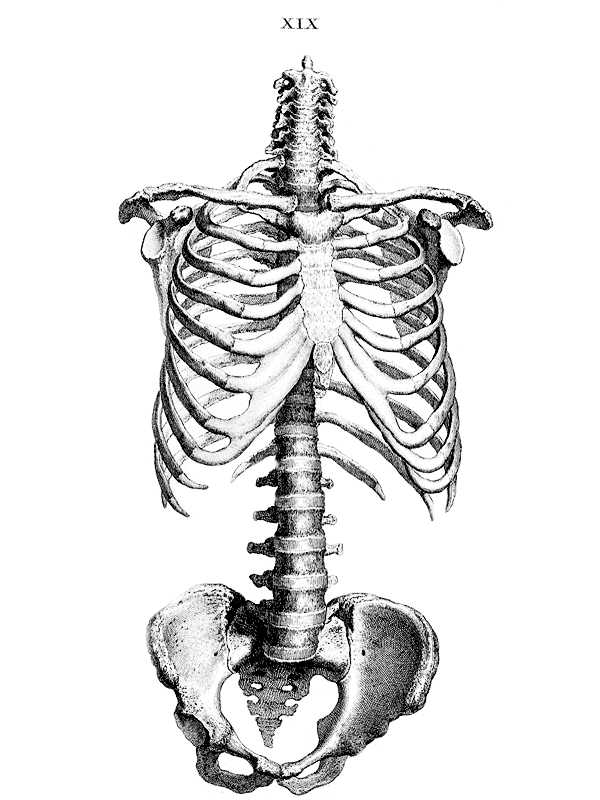Human Torso Skeleton and Pelvis for Other e-reader wallpaper or screensaver featuring skeleton and anatomy and more