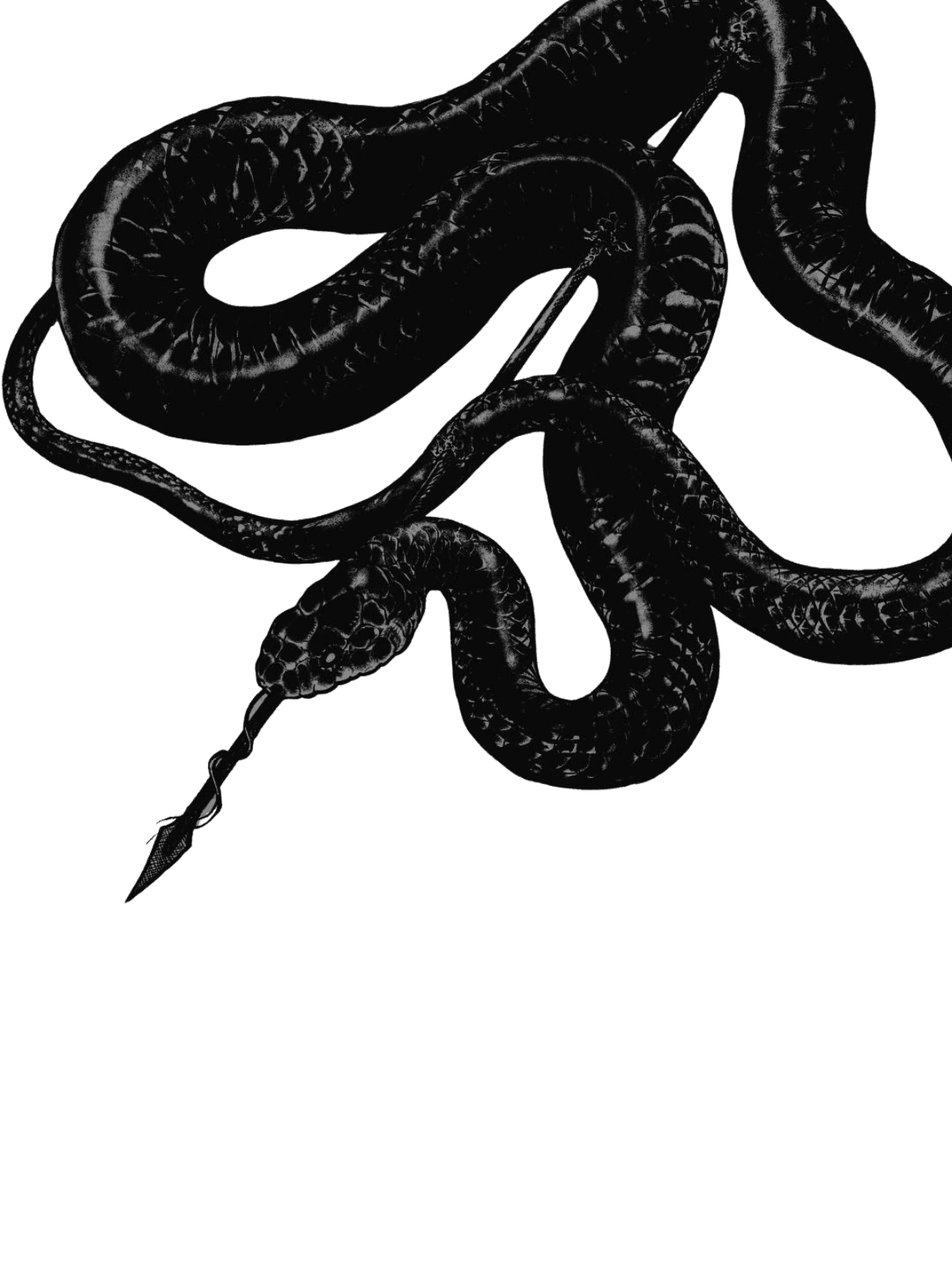 Transparent Snake for Kindle Paperwhite wallpaper featuring nature and animals and more
