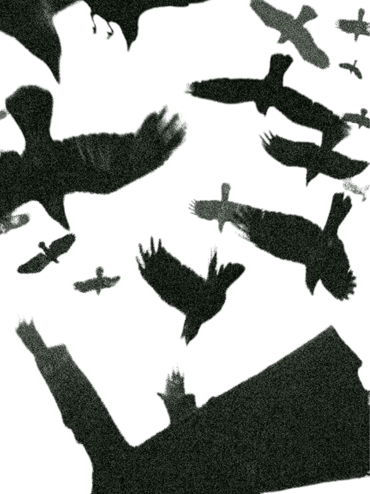 Birds for Kindle Paperwhite wallpaper featuring nature and bird and more