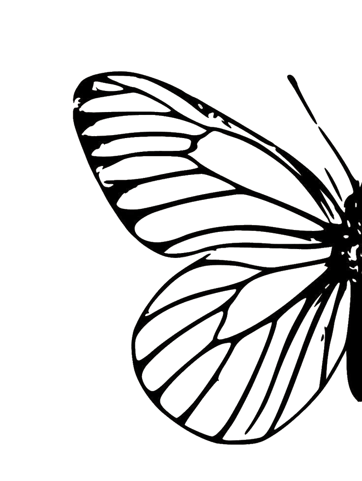 butterfly for Kindle Paperwhite wallpaper featuring png and minimal and more